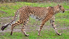 Gepard (3).jpg